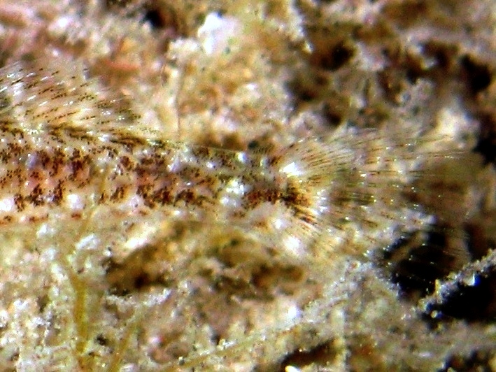 juvenile Gobius cruentatus