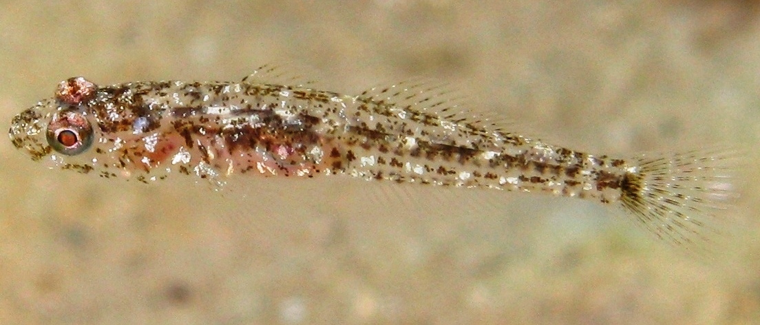 juvenile Gobius cruentatus