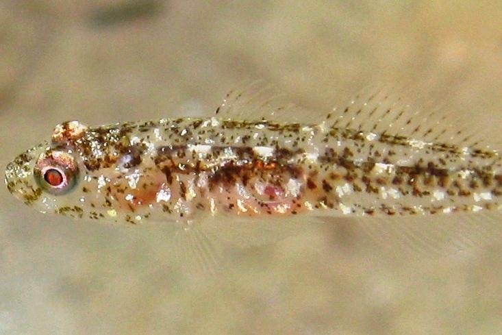 juvenile Gobius cruentatus