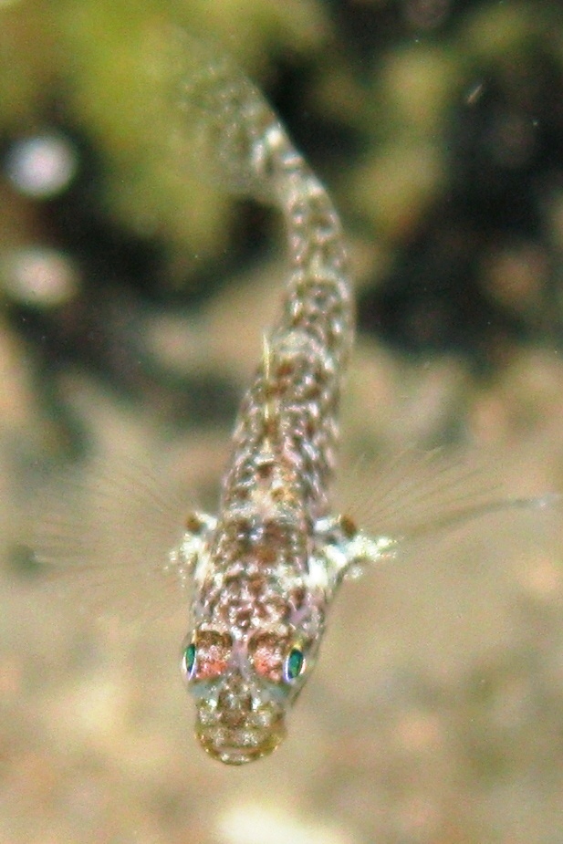 juvenile Gobius cruentatus