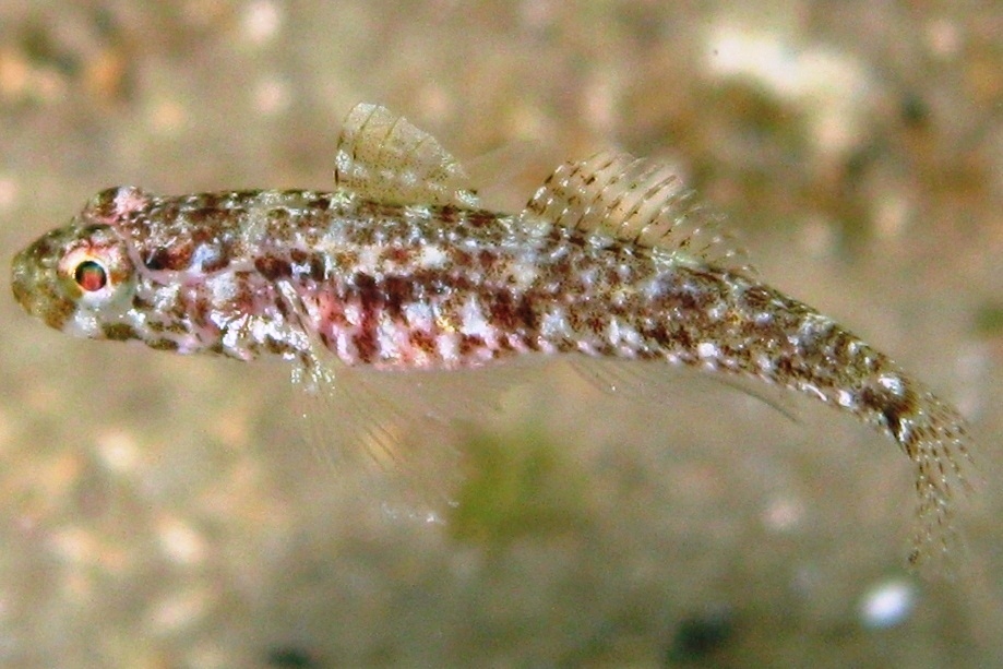 juvenile Gobius cruentatus