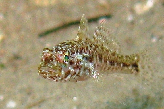 juvenile Gobius cruentatus