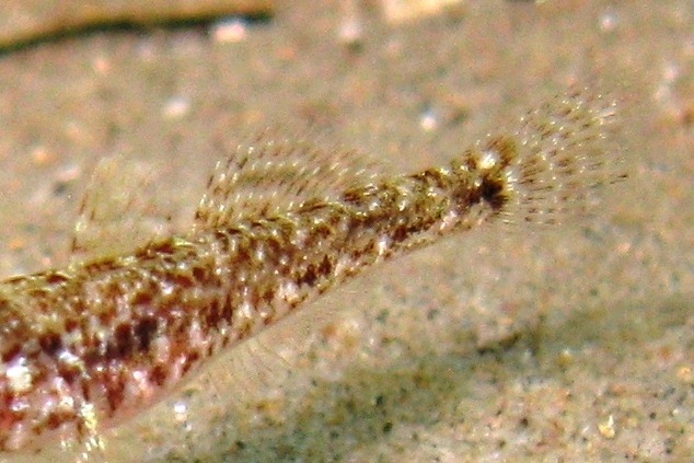 juvenile Gobius cruentatus