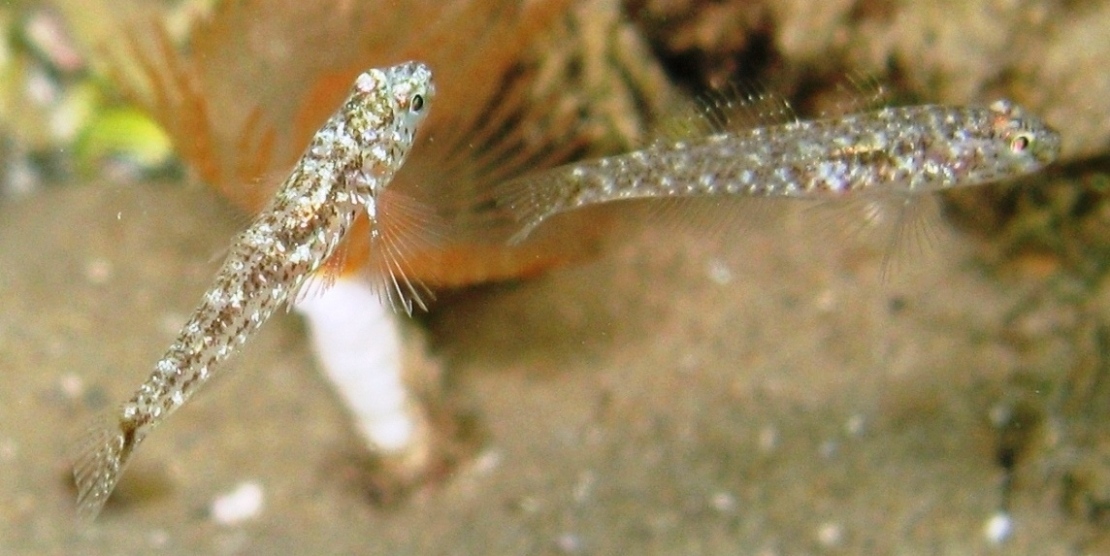 juvenile Gobius cruentatus