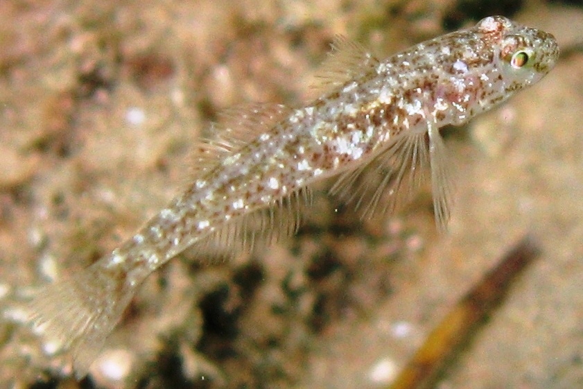 juvenile Gobius cruentatus