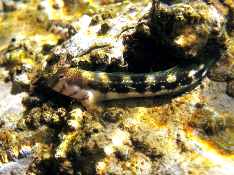 Microlipophrys adriaticus (Steindachner & Kolombatovic,1883)