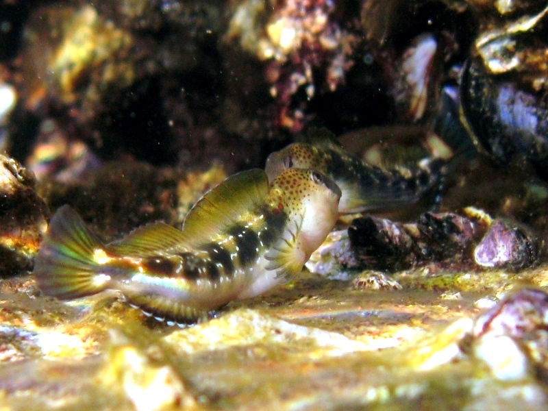 Microlipophrys adriaticus (Steindachner & Kolombatovic,1883)