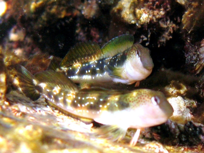 Microlipophrys adriaticus (Steindachner & Kolombatovic,1883)