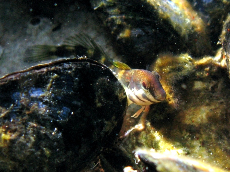 Microlipophrys adriaticus (Steindachner & Kolombatovic,1883)