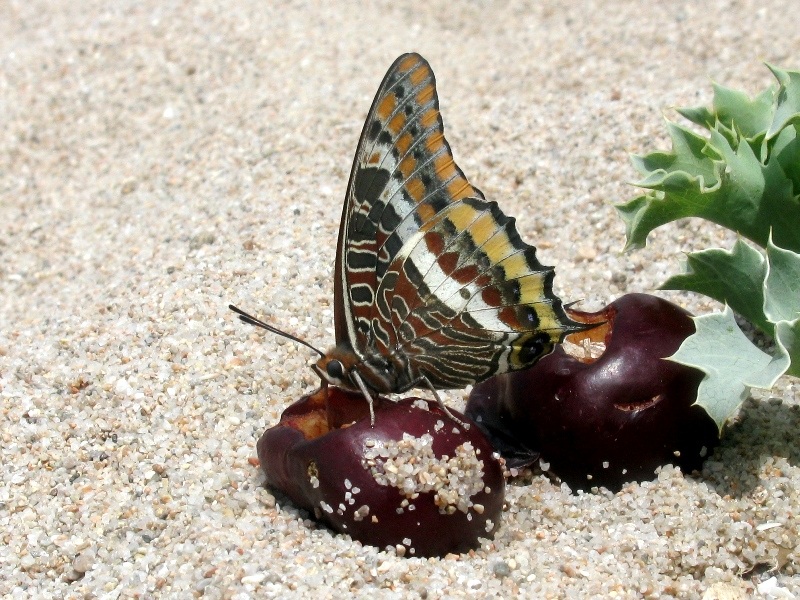 Farfalla dalla Corsica - Charaxes jasius