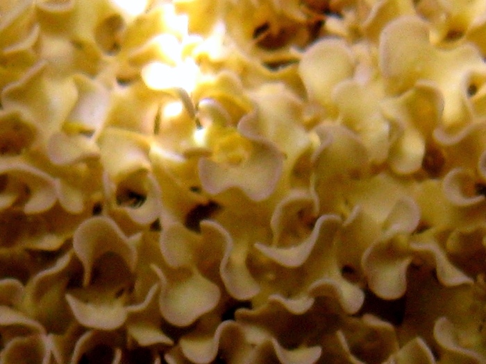 Lithophyllum tortuosum