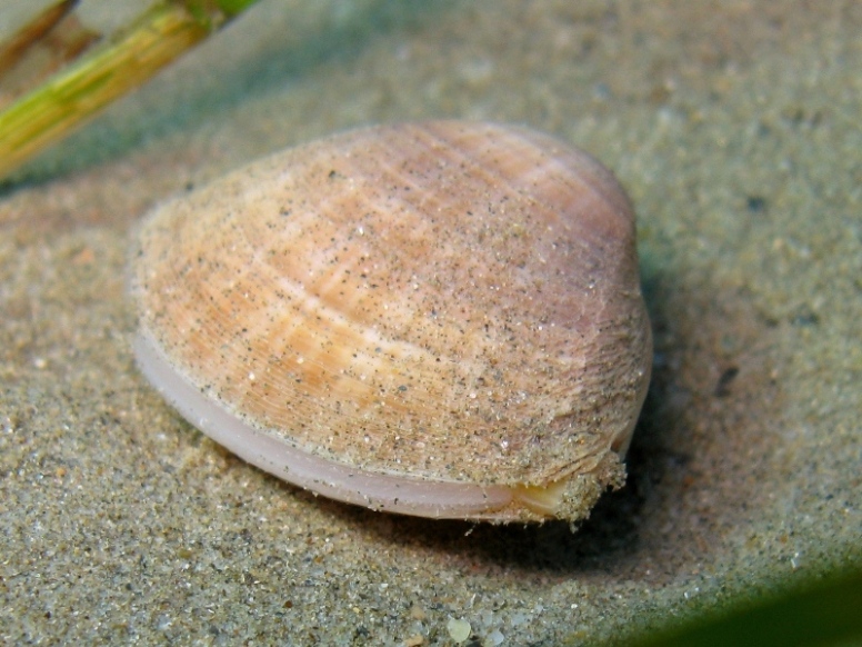 Mactra stultorum