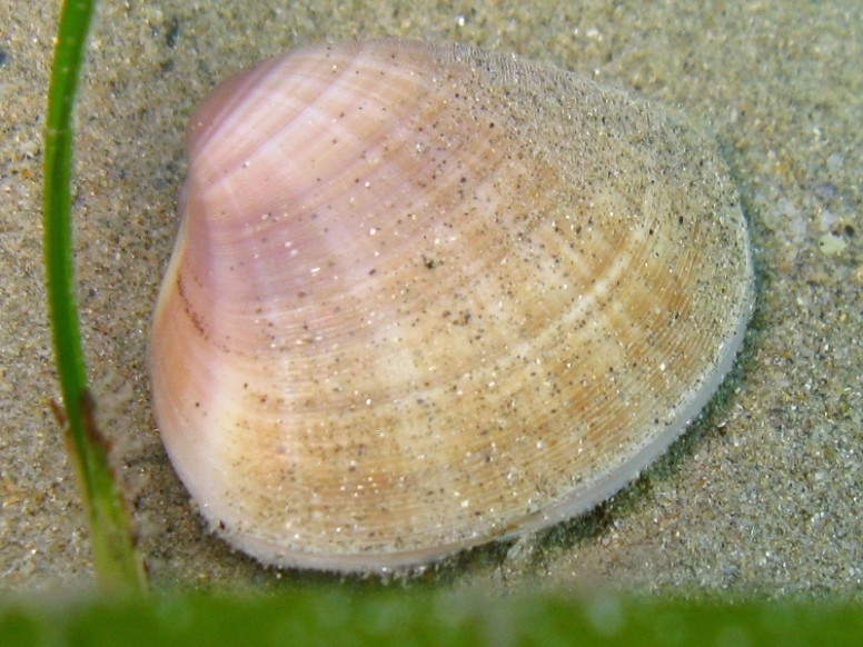 Mactra stultorum