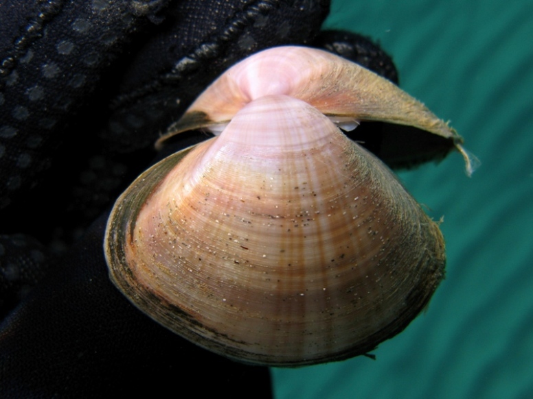 Mactra stultorum