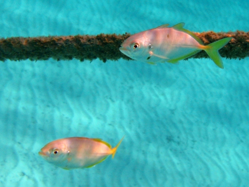 juvenile Caranx crysos