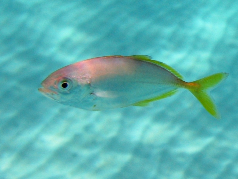 juvenile Caranx crysos