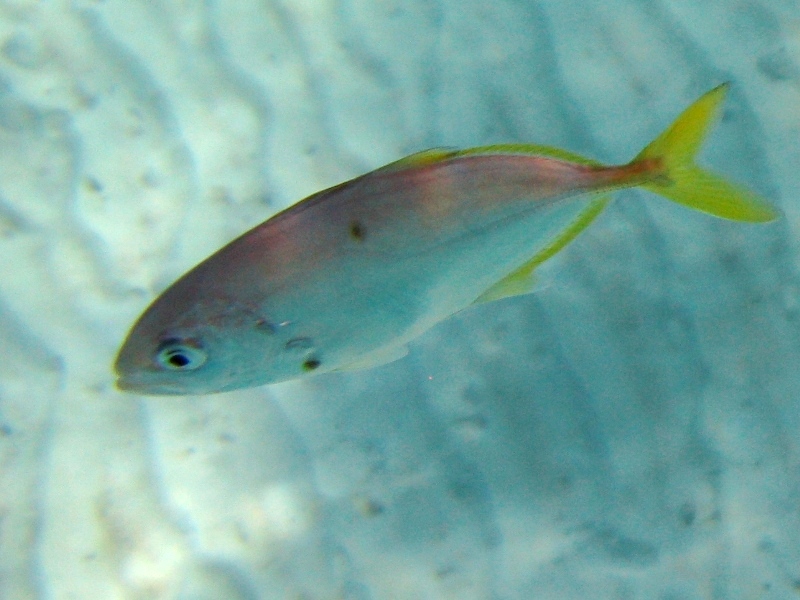 juvenile Caranx crysos