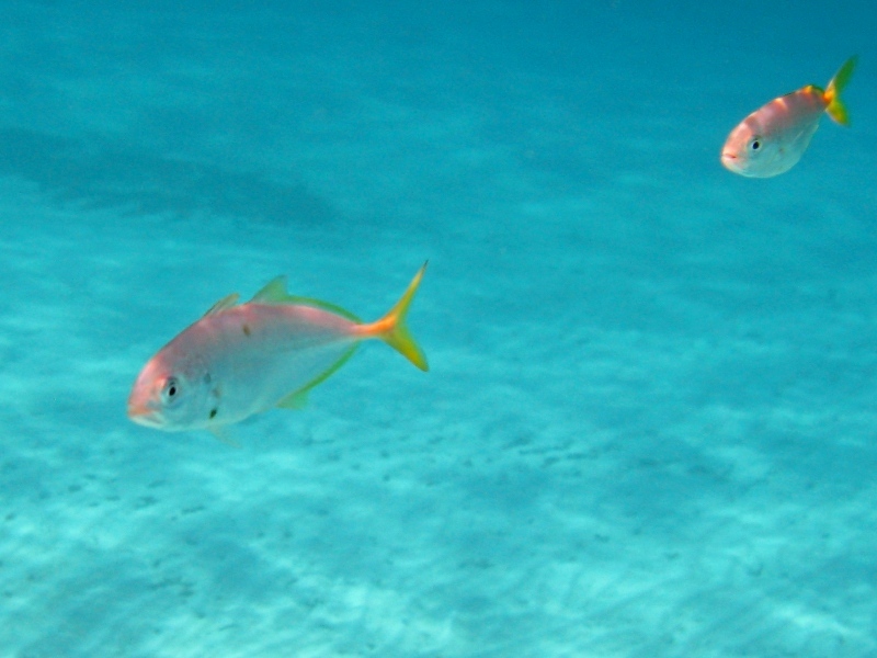 juvenile Caranx crysos