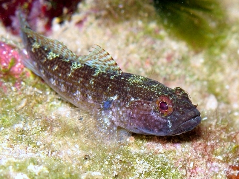 Gobius fallax by night