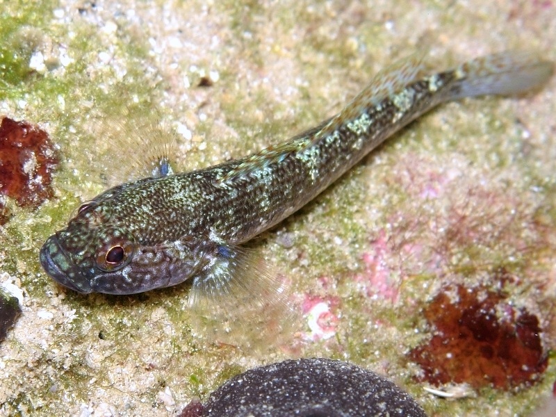 Gobius fallax by night