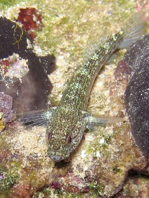 Gobius fallax by night