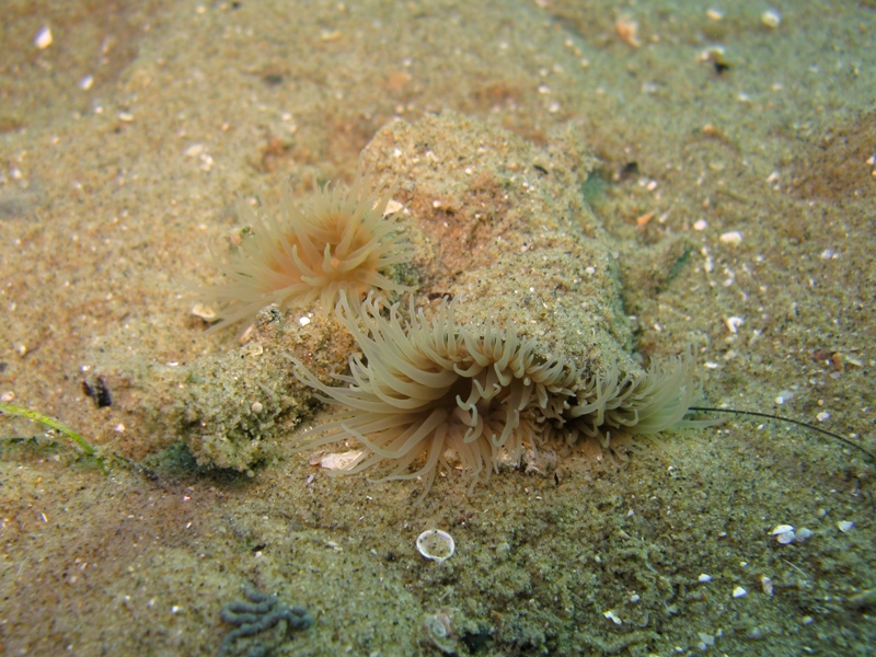 Piccoli anemoni sulla sabbia: da identificare