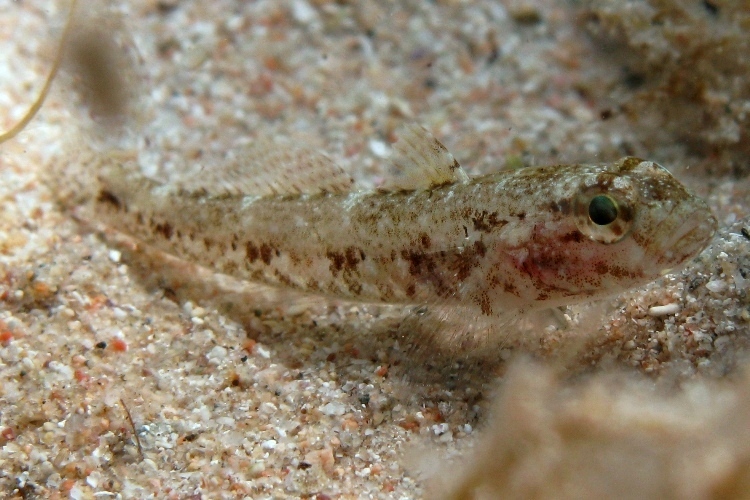 juvenile Gobius cruentatus