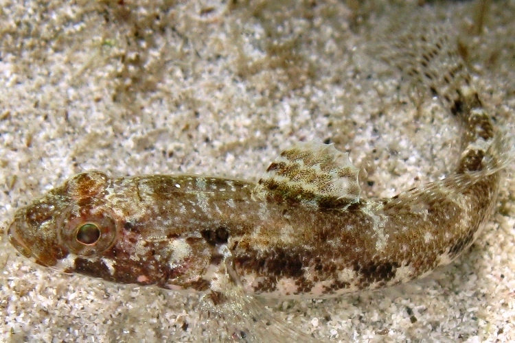 juvenile Gobius cruentatus