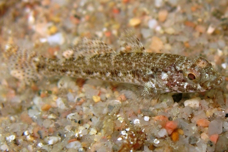 juvenile Gobius cruentatus