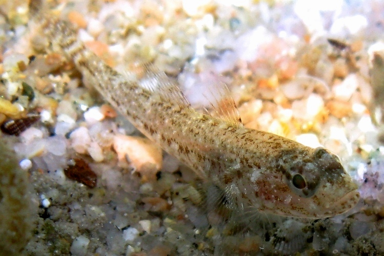 juvenile Gobius cruentatus