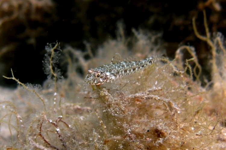 juvenile Gobius cruentatus