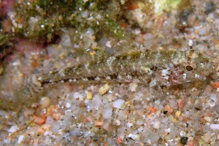 juvenile Gobius cruentatus