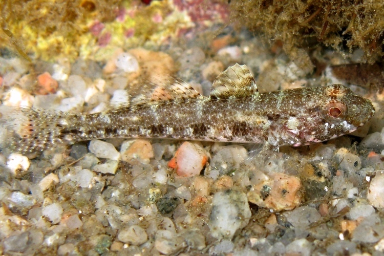 juvenile Gobius cruentatus