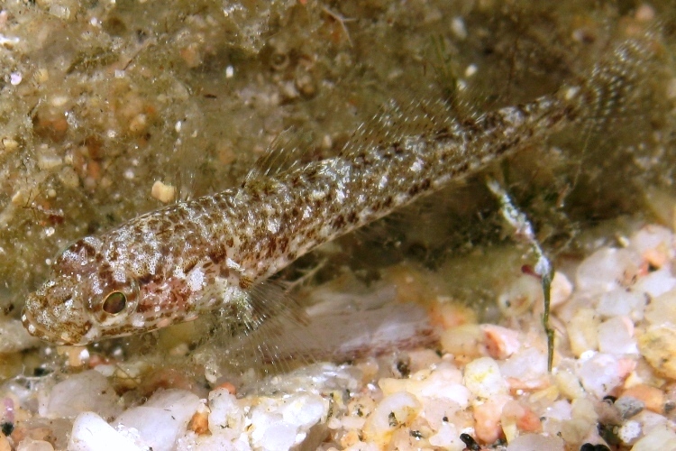 juvenile Gobius cruentatus