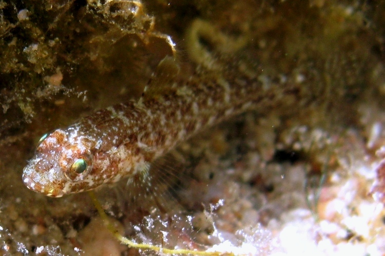 juvenile Gobius cruentatus