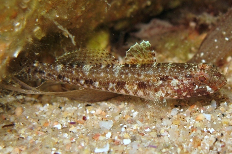 juvenile Gobius cruentatus