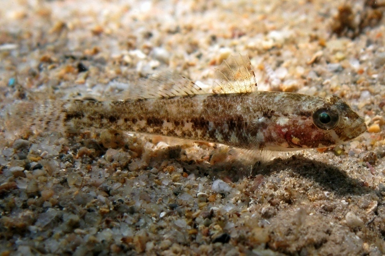 juvenile Gobius cruentatus