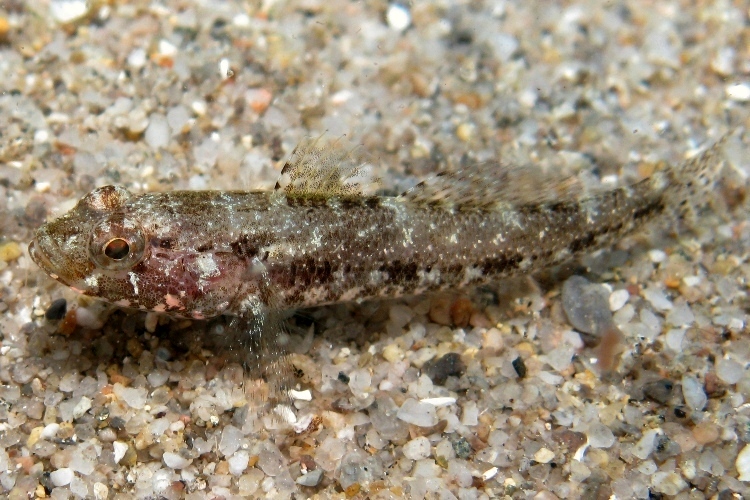 juvenile Gobius cruentatus