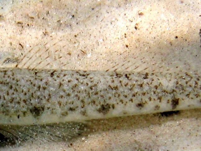 Pomatoschistus cf. marmoratus