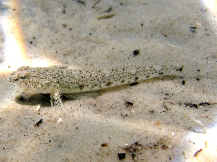 Pomatoschistus cf. marmoratus