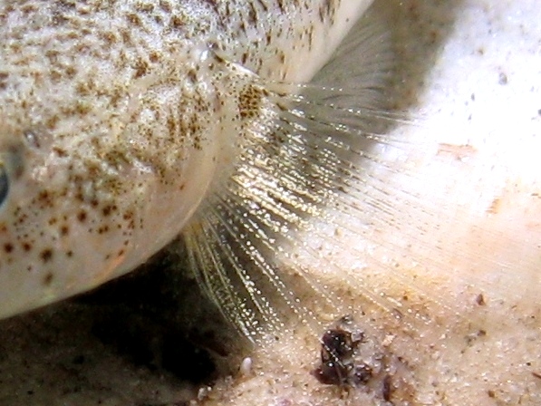 Pomatoschistus cf. marmoratus