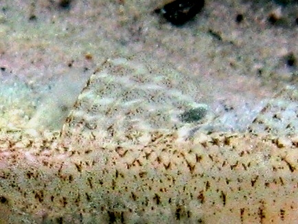 Pomatoschistus cf. marmoratus