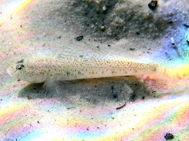 Pomatoschistus cf. marmoratus