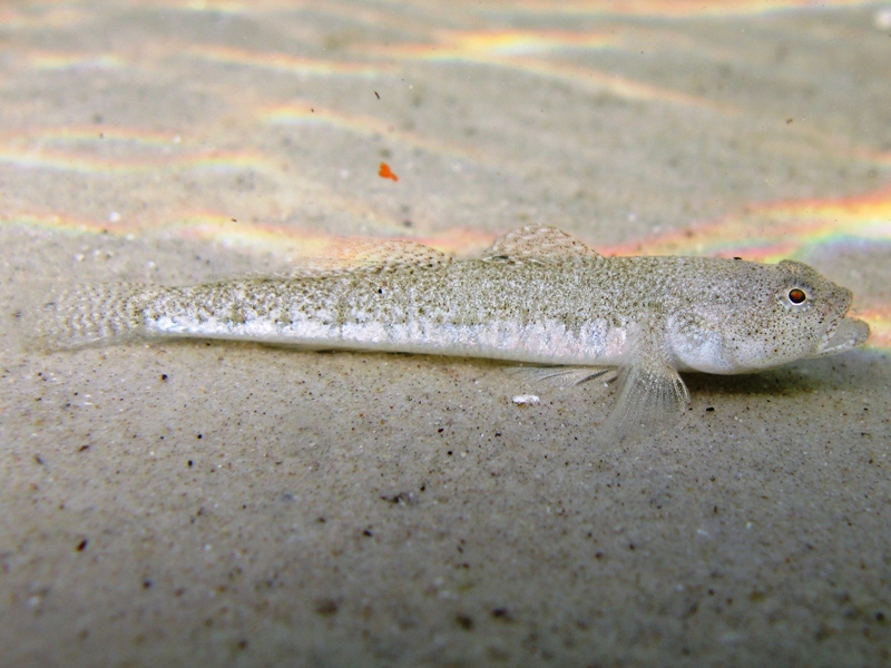 Pomatoschistus cf. marmoratus