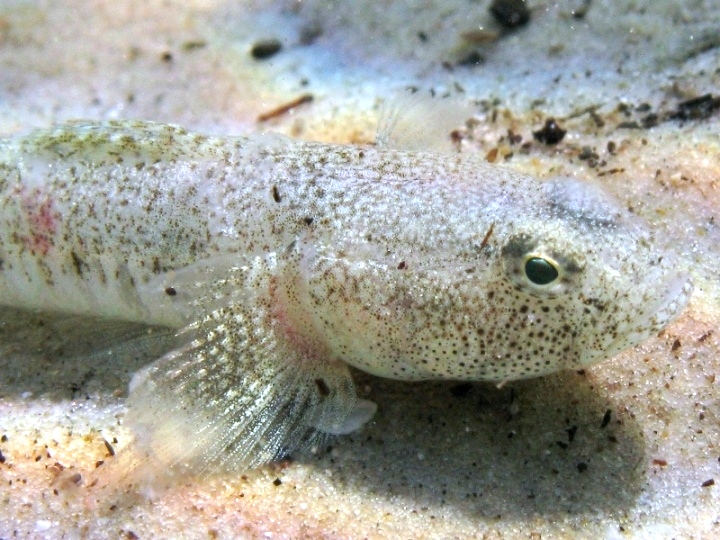 Pomatoschistus cf. marmoratus