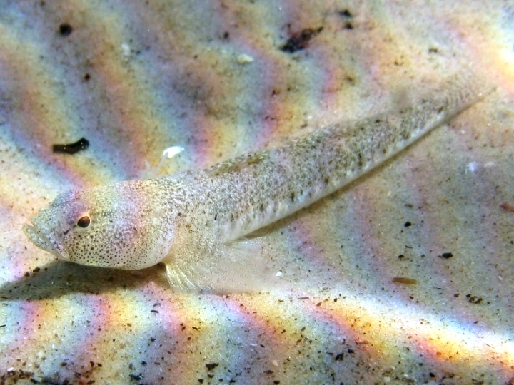 Pomatoschistus cf. marmoratus