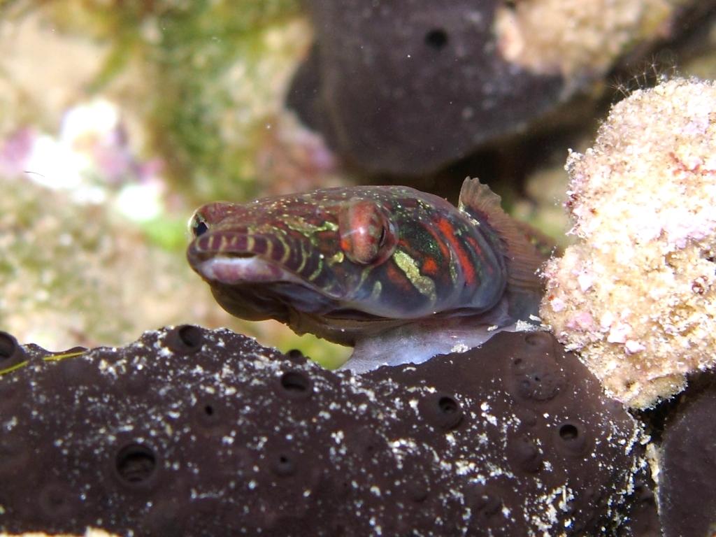 Particolare livrea di Lepadogaster candolii