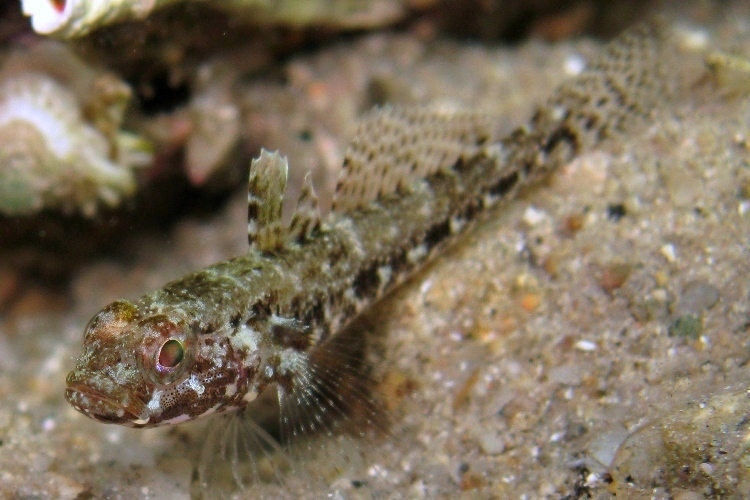 juvenile Gobius cruentatus