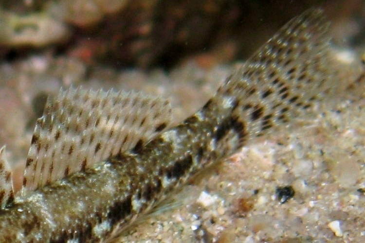 juvenile Gobius cruentatus