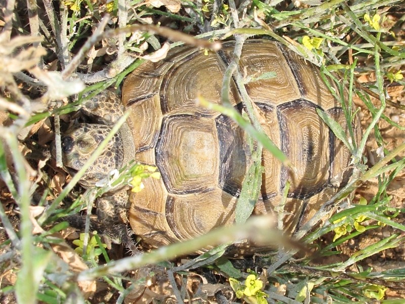 Testuggini (Testudo graeca)